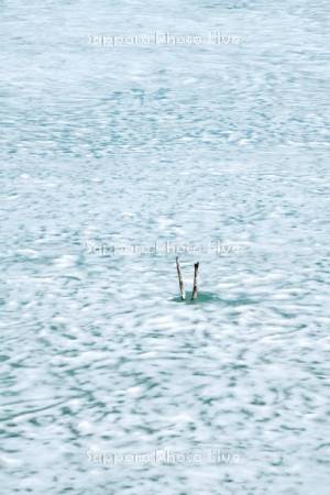 氷の残るシューパロ湖の氷と枯木