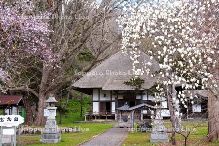 有珠善光寺と桜とモクレン