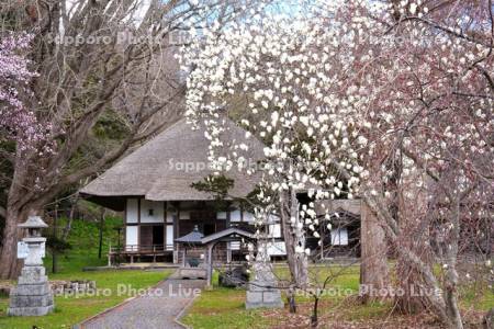 有珠善光寺と桜とモクレン