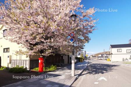 中歌姥神通りの桜とポスト