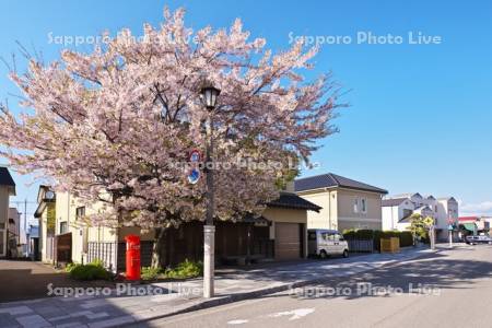中歌姥神通りの桜とポスト