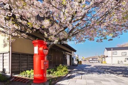 中歌姥神通りの桜とポスト
