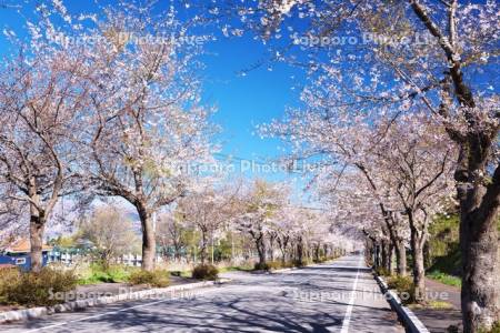 田園通りの桜
