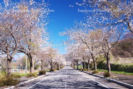 田園通りの桜
