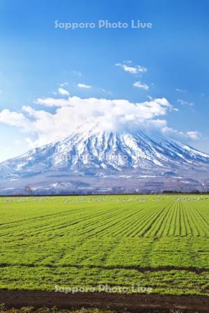 羊蹄山と秋まき小麦とハクチョウ