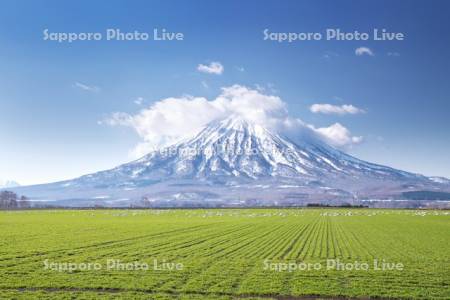 羊蹄山と秋まき小麦とハクチョウ