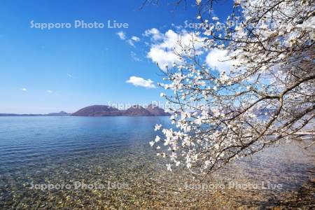 洞爺湖とコブシと中島