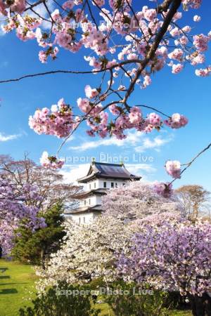 松前城と桜