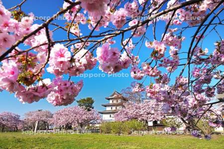 松前城と桜
