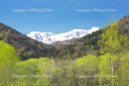 大雪山と新緑