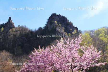 層雲峡と桜