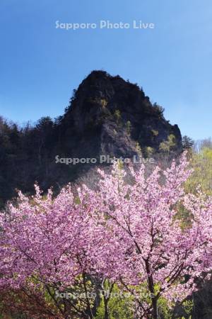層雲峡と桜