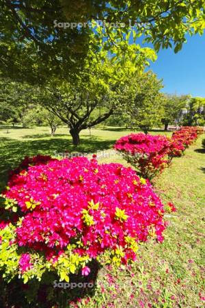 オニウシ公園とツツジ
