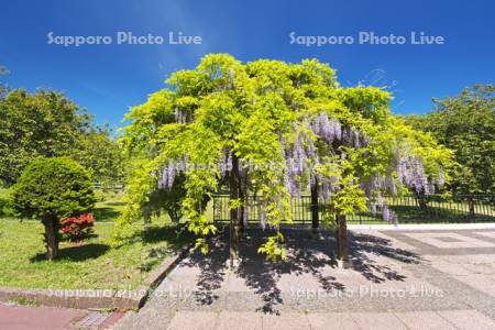オニウシ公園とフジ