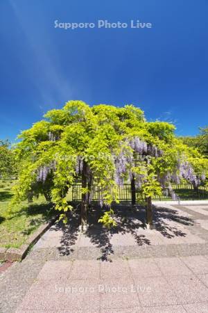 オニウシ公園とフジ