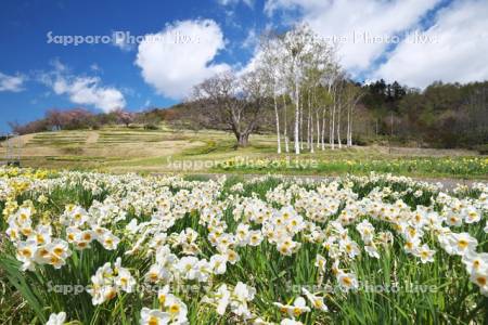 玉川公園のスイセン