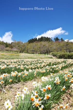 玉川公園のスイセン