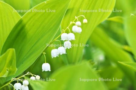 すずらん群生地のスズラン