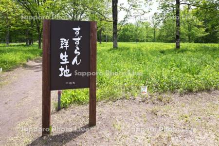 すずらん群生地