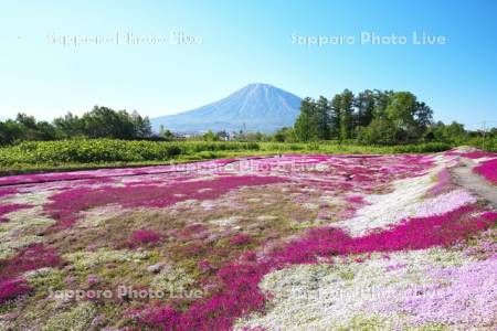 三島さんの芝ざくら庭園と羊蹄山