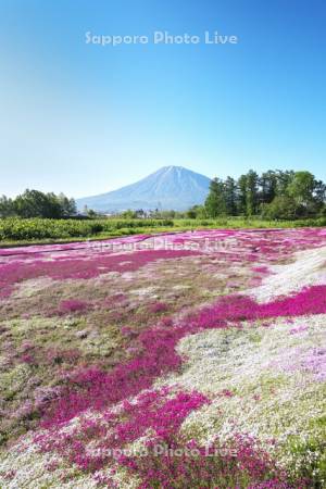 三島さんの芝ざくら庭園と羊蹄山