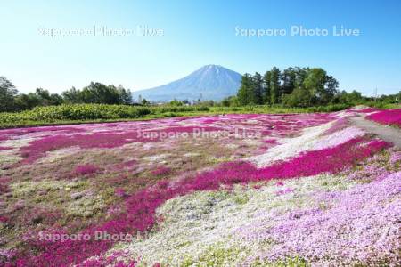 三島さんの芝ざくら庭園と羊蹄山