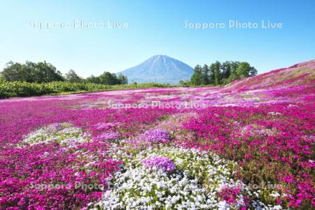 三島さんの芝ざくら庭園と羊蹄山