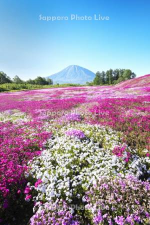 三島さんの芝ざくら庭園と羊蹄山