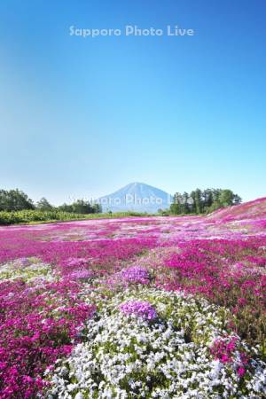 三島さんの芝ざくら庭園と羊蹄山