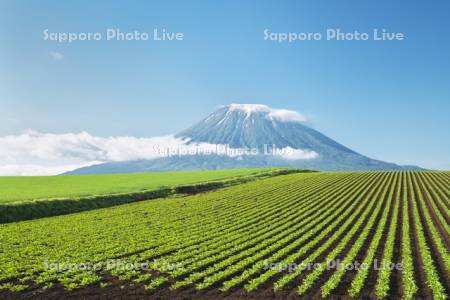 羊蹄山と畑