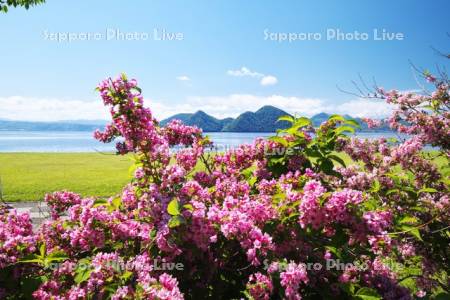 洞爺湖と中島と野の花