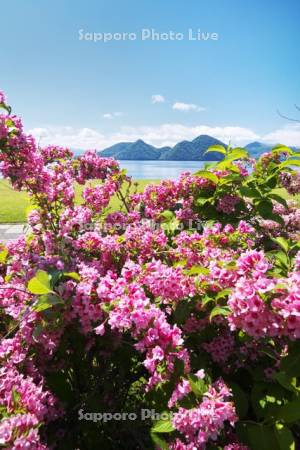 洞爺湖と中島と野の花