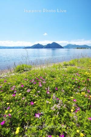 洞爺湖と中島と野の花