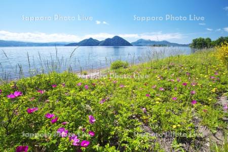 洞爺湖と中島と野の花