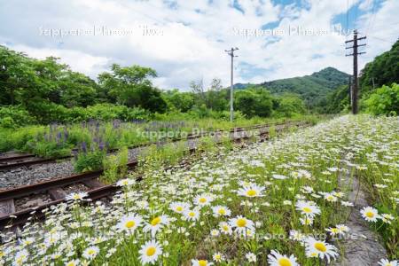 金山駅（廃駅）と線路と白い花