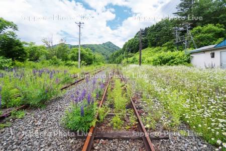 金山駅（廃駅）と線路と白い花