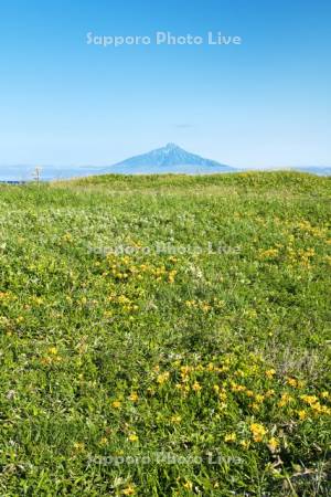 利尻島とサロベツ湿原のエゾカンゾウ