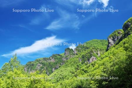 層雲峡の新緑