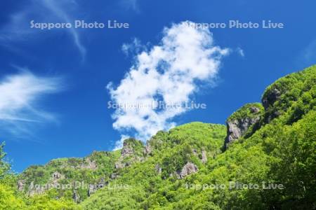 層雲峡の新緑