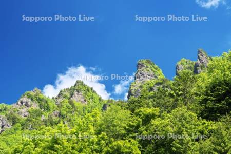 層雲峡の新緑