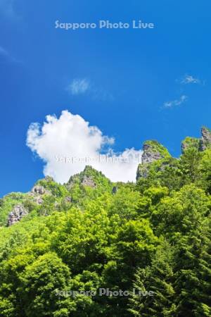 層雲峡の新緑