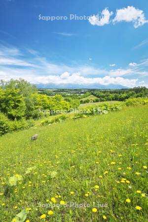 千代田の丘と十勝岳連峰