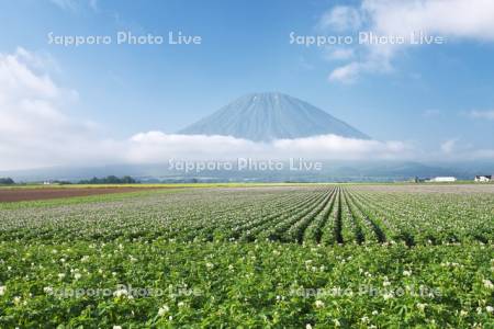 羊蹄山とジャガイモの花