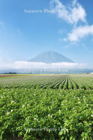 羊蹄山とジャガイモの花
