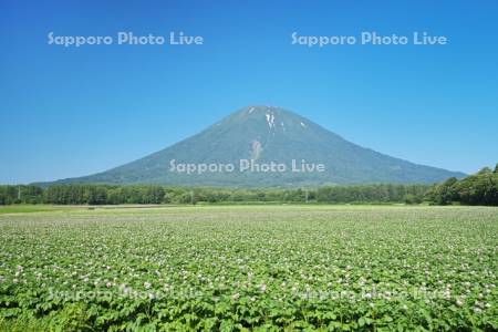 羊蹄山とジャガイモの花