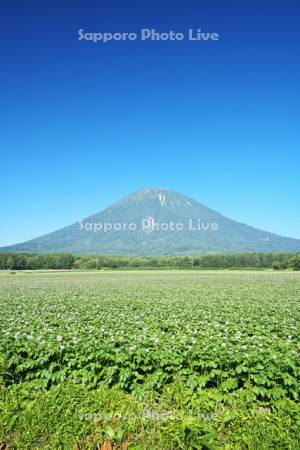 羊蹄山とジャガイモの花