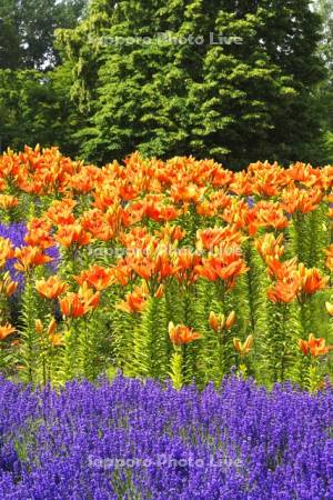 百合が原公園　ユリとラベンダー　ファリネッラ
