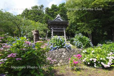有珠善光寺の鐘楼とアジサイ