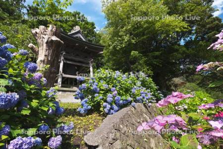 有珠善光寺の鐘楼とアジサイ