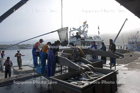ウトロ港　鮭水揚げ風景